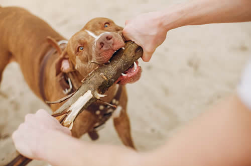 RESP. CIVIL ANIMAIS